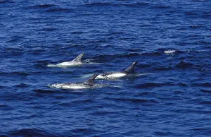 Injured Prints: Risso's Dolphins Heavy scarring on the back