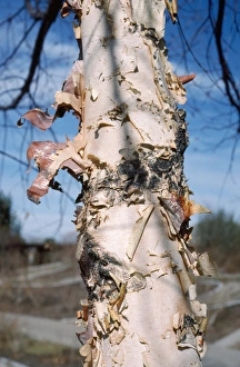 Images Dated 24th November 2006: River Birch Tree - exfoliating bark