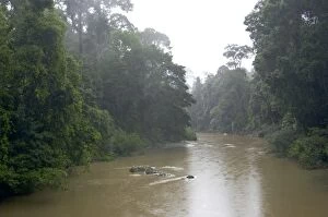 Images Dated 31st August 2007: River Danum in the rain, primary rainforest near Borneo Rainforest Lodge, Sabah, Borneo