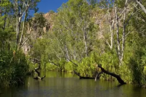 Gums Prints: River in the desert - a permanent river cuts its ways through a sandstone plateau in the desert in the Northern