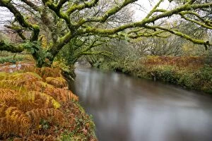 Trees Collection: River Fowey - Cornwall - UK