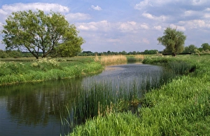 Images Dated 4th August 2008: River - Houghton & Hemingford meadow walks on ouse valley. Special site of scientific interest