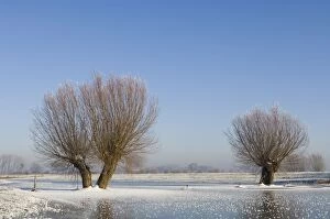 Images Dated 22nd December 2007: River IJssel - Frozen foreland with rimed pollard