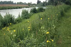 Footpath Prints: River Itchen - showing bank vegetation & angler's path. Hampshire, UK