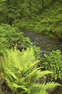 River Lyd Lydford Gorge Dartmoor National Park Devon, UK LA000265