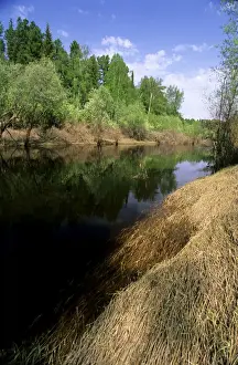 Peat Prints: River Negustyah in middle current - typical river with dark waters (coloured by peat)