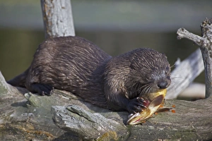 Images Dated 30th July 2010: River Otter - eating Cutthroat Trout - Wyoming - USA