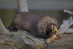 Images Dated 30th July 2010: River Otter - eating Cutthroat Trout - Wyoming - USA