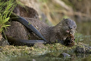 Images Dated 30th July 2010: River Otter - eating Cutthroat Trout - Wyoming - USA