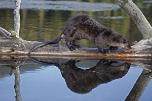 Images Dated 30th July 2010: River Otter - eating Cutthroat Trout - Wyoming - USA