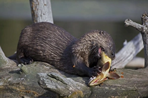 Images Dated 30th July 2010: River Otter - eating Cutthroat Trout - Wyoming - USA