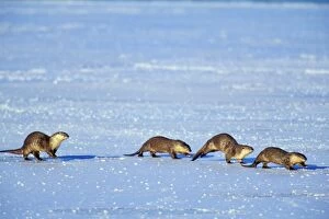 River Otter - family traveling across frozen lake in winter