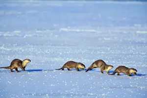 Traveling Prints: River Otter - family traveling across frozen lake in winter Western USA. Mo298