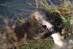 River Otter - feeding on fish - Grand Teton National Park Wyoming USA