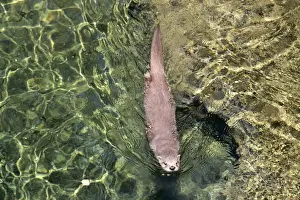 River Otter FG 1106 Lutra canadensis - Swimming, USA © Francois Gohier ARDEA LONDON