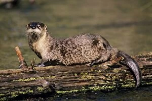 River Otter - resting on log in small stream, spring