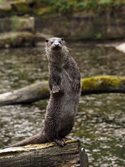 On Back Legs Gallery: river otter-sitting upright on a trunk