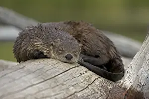 Muskrats Prints: River Otter - sleeping on log - Wyoming - USA
