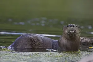 River Otter - swimming - Wyoming - USA