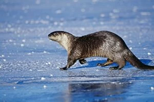 Images Dated 13th January 2011: River Otter TOM 296 November, Idaho, USA. Lutra canadensis © Tom & Pat Leeson / ARDEA LONDON