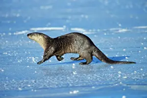 River Otter - trotting across frozen pond, winter. Western USA. MO301