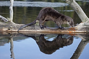 Images Dated 30th July 2010: River Otter - Wyoming - USA