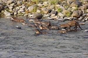 River Otters in the river Ramganga