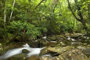 Images Dated 12th September 2008: River in rainforest - water flows over moss-covered boulders through lush tropical rainforest