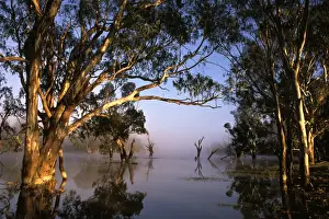 Gums Prints: River Red Gum - Flooded in Cuba (Kooba) Lagoon