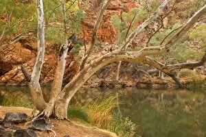 Images Dated 8th June 2008: River Red Gum - large River Red Gums and towering red cliffs surround Ellery Creek Big Hole - West