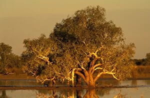 River Red Gum - sunset, recent rains have turned the surrounding desert claypan into a temporary swamp