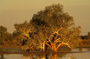 Gums Prints: River Red Gum - sunset, recent rains have turned the surrounding desert claypan into a temporary swamp