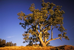 Images Dated 24th August 2009: River Red Gum tree - Flinders Ranges, South Australia JLR02145