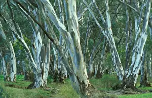 Gums Prints: River Red Gums Flinders Ranges National Park, South Australia DZP00266