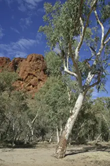 Gums Prints: River Red Gums Trephina Gorge Nature Park, Northern Territory, Australia