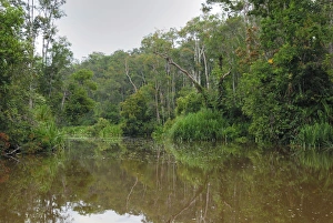 Images Dated 8th November 2007: River at Tanjung Puting national park