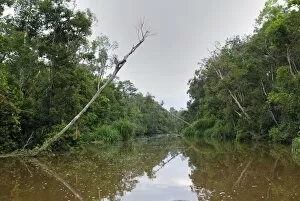 Images Dated 8th November 2007: River at Tanjung Puting national park