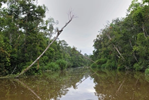 Images Dated 8th November 2007: River at Tanjung Puting national park