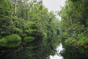 Images Dated 8th November 2007: River at Tanjung Puting national park