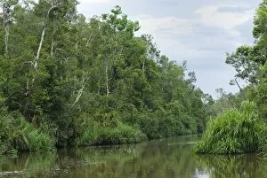 Images Dated 11th November 2007: River at Tanjung Puting national park - Kalimantan/Borneo - Indonesia
