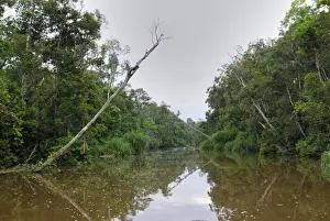 Habtiat Prints: River at Tanjung Puting national park - Kalimantan/Borneo - Indonesia