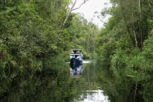 Habtiat Prints: River with tourist boat at Tanjung Puting national park - Kalimantan/Borneo - Indonesia