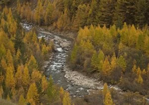 River Ubaye, flowing fast between Common / European larches, in autumn
