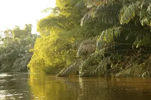 Congo Prints: Riverine Forest / Rainforest Congo, Central Africa