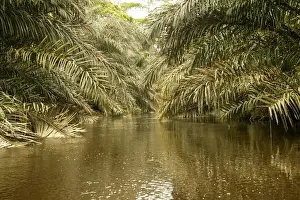 Riverine Forest / Rainforest Congo, Central Africa