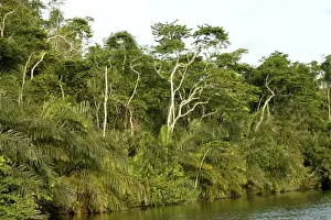 Riverine Forest / Rainforest Congo, Central Africa