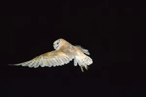 RJCB-490 Barn Owl - in flight