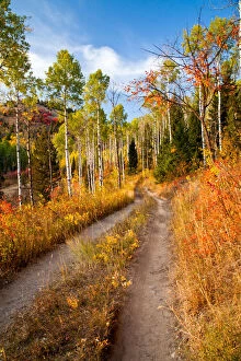 Road through autumn colors