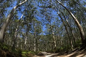 Road through Eucalyptus tree forest