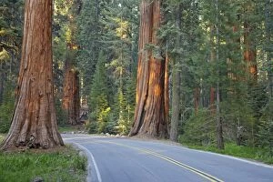 Road through Giant Sequoia / Wellingtonia / Sierra Redwood trees